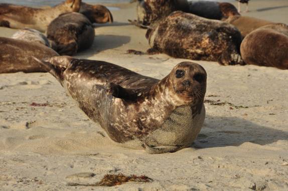 Exibicionistas e preguiçosos, leões-marinho descansam em praia de La Jolla, em San Diego, no sul da Califórnia - Estados Unidos
